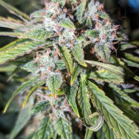 Chrissy -Bruce Banner (78d) 27-33% 60/40S, 215gw/41g dry growlog photo: I'd say she has time. I don't think I'll give her more nutes...