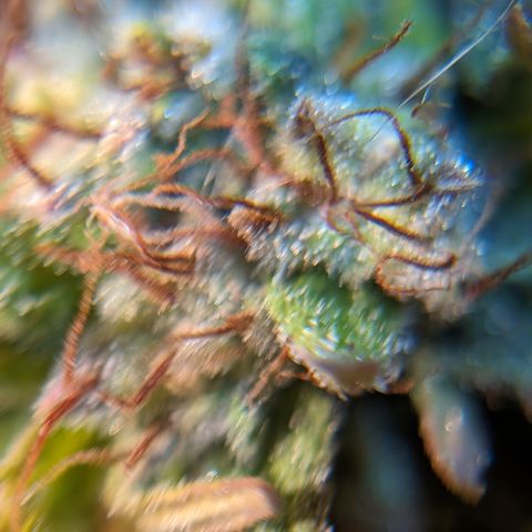 Quinn- Quarter Pounder w/Cheese (84d) 22-28%Sativa 163g wet/36g dry growlog timeline photo