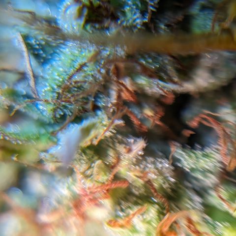 Quinn- Quarter Pounder w/Cheese (84d) 22-28%Sativa 163g wet/36g dry growlog timeline photo