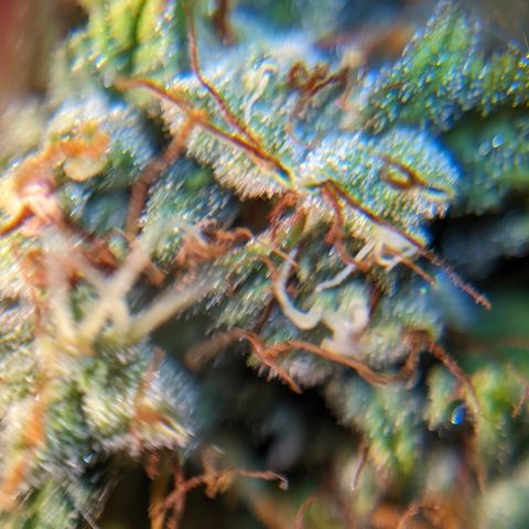 Quinn- Quarter Pounder w/Cheese (84d) 22-28%Sativa 163g wet/36g dry growlog timeline photo