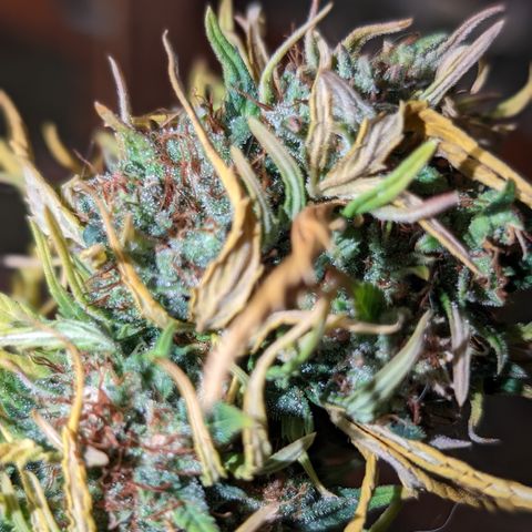 Quinn- Quarter Pounder w/Cheese (84d) 22-28%Sativa 163g wet/36g dry growlog timeline photo