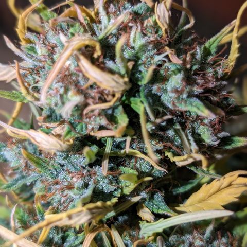 Quinn- Quarter Pounder w/Cheese (84d) 22-28%Sativa 163g wet/36g dry growlog timeline photo