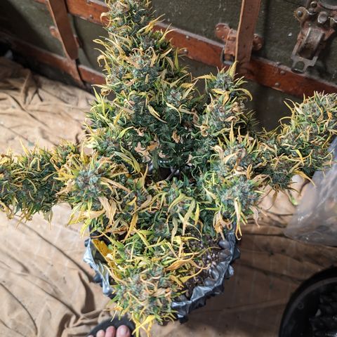 Quinn- Quarter Pounder w/Cheese (84d) 22-28%Sativa 163g wet/36g dry growlog timeline photo