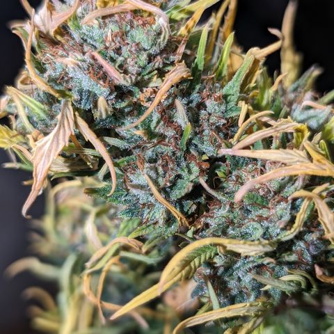 Quinn- Quarter Pounder w/Cheese (84d) 22-28%Sativa 163g wet/36g dry growlog timeline photo