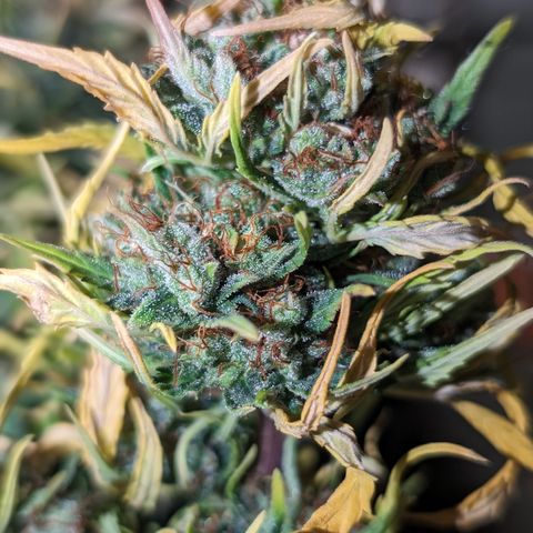 Quinn- Quarter Pounder w/Cheese (84d) 22-28%Sativa 163g wet/36g dry growlog timeline photo