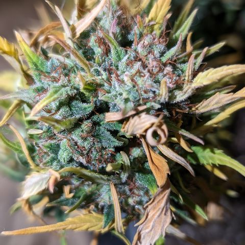 Quinn- Quarter Pounder w/Cheese (84d) 22-28%Sativa 163g wet/36g dry growlog timeline photo