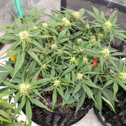 Frannie- BB Fat Bastard (90), Hybrid, 30-38%, 312 wet/57 dry growlog photo: Coming back like a champ!