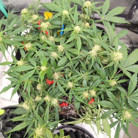 Frannie- BB Fat Bastard (90), Hybrid, 30-38%, 312 wet/57 dry growlog photo: She's so big!