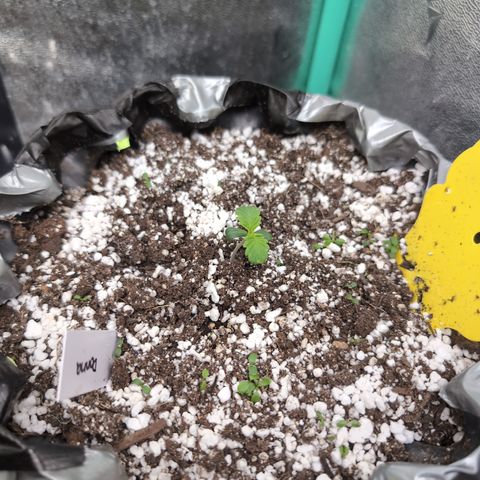 Donna- NH Nuclear Stardawg (74), 22% Sativa, 150g wet/29 dry growlog photo: Now, to straighten her out...