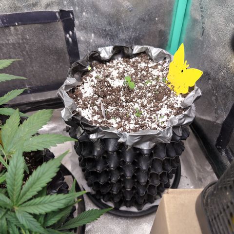 Donna- NH Nuclear Stardawg (74), 22% Sativa, 150g wet/29 dry growlog timeline photo