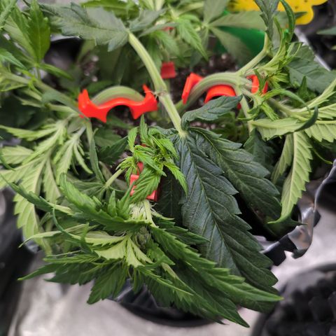 Anita-NH ATF (73), 13-27%, Sativa 149g wet/25g dry growlog photo: Her first hair clips. 💕