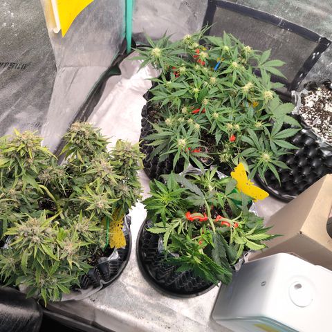 Donna- NH Nuclear Stardawg (74), 22% Sativa, 150g wet/29 dry growlog timeline photo