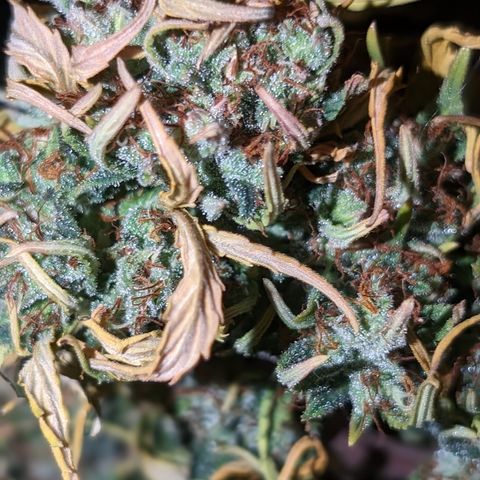 Quinn- Quarter Pounder w/Cheese (84d) 22-28%Sativa 163g wet/36g dry growlog timeline photo