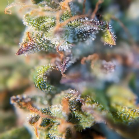 Quinn- Quarter Pounder w/Cheese (84d) 22-28%Sativa 163g wet/36g dry growlog timeline photo