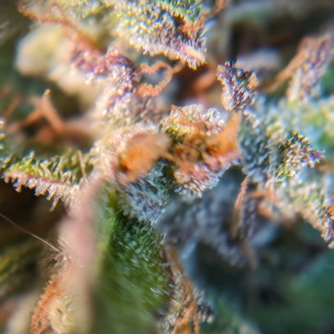 Quinn- Quarter Pounder w/Cheese (84d) 22-28%Sativa 163g wet/36g dry growlog timeline photo