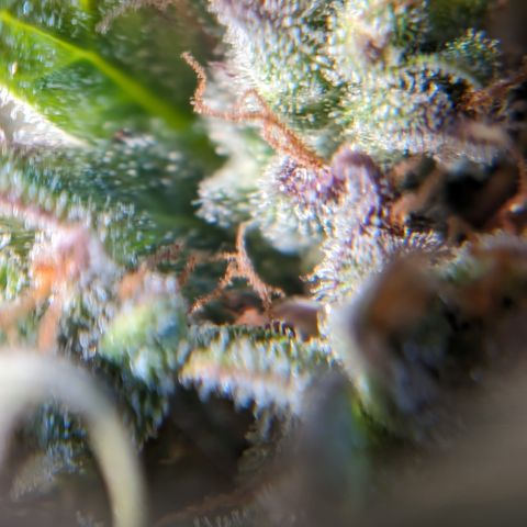 Quinn- Quarter Pounder w/Cheese (84d) 22-28%Sativa 163g wet/36g dry growlog timeline photo