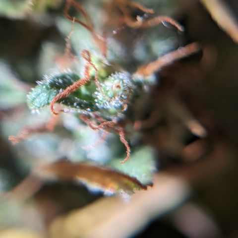 Quinn- Quarter Pounder w/Cheese (84d) 22-28%Sativa 163g wet/36g dry growlog photo: Okay. I see it. Chop to occur.