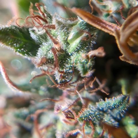 Quinn- Quarter Pounder w/Cheese (84d) 22-28%Sativa 163g wet/36g dry growlog photo: Okay. I see it. Chop to occur.