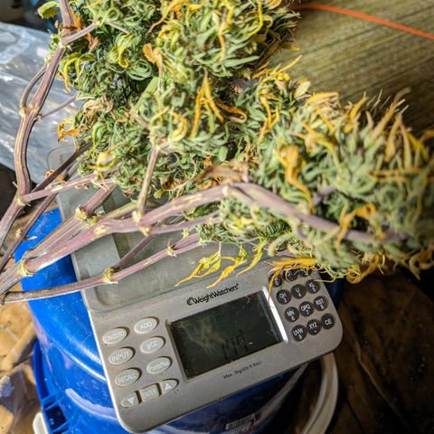 Quinn- Quarter Pounder w/Cheese (84d) 22-28%Sativa 163g wet/36g dry growlog timeline photo