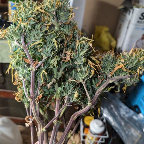 Quinn- Quarter Pounder w/Cheese (84d) 22-28%Sativa 163g wet/36g dry growlog timeline photo