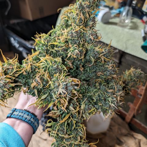 Quinn- Quarter Pounder w/Cheese (84d) 22-28%Sativa 163g wet/36g dry growlog timeline photo