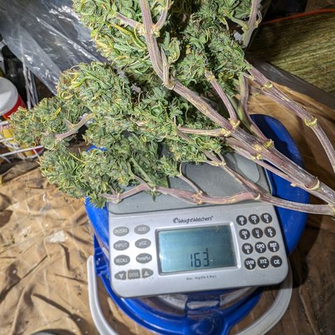 Quinn- Quarter Pounder w/Cheese (84d) 22-28%Sativa 163g wet/36g dry growlog timeline photo