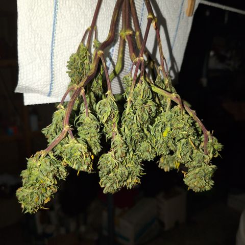 Quinn- Quarter Pounder w/Cheese (84d) 22-28%Sativa 163g wet/36g dry growlog timeline photo
