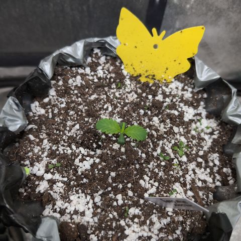 Donna- NH Nuclear Stardawg (74), 22% Sativa, 150g wet/29 dry growlog timeline photo