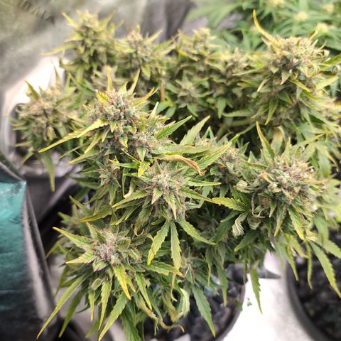 Chrissy -Bruce Banner (78d) 27-33% 60/40S, 215gw/41g dry growlog photo: She's close!