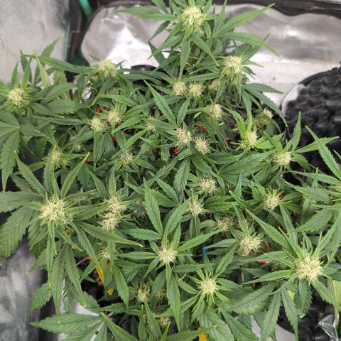 Frannie- BB Fat Bastard (90), Hybrid, 30-38%, 312 wet/57 dry growlog timeline photo