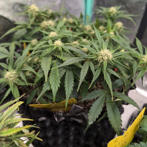 Frannie- BB Fat Bastard (90), Hybrid, 30-38%, 312 wet/57 dry growlog timeline photo