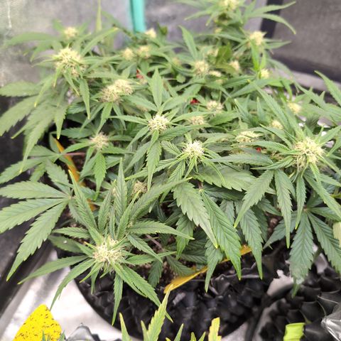 Frannie- BB Fat Bastard (90), Hybrid, 30-38%, 312 wet/57 dry growlog timeline photo