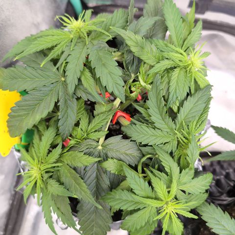 Anita-NH ATF (73), 13-27%, Sativa 149g wet/25g dry growlog timeline photo