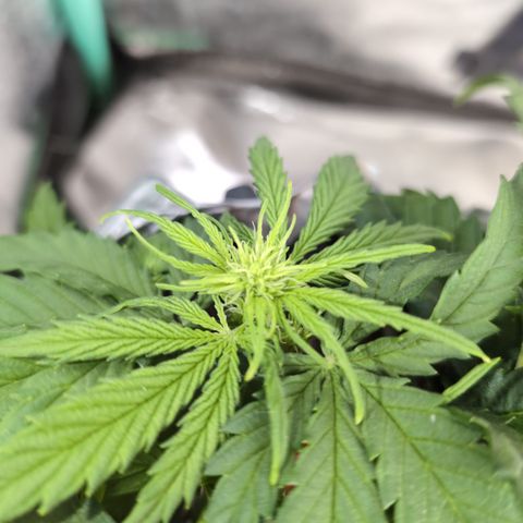 Anita-NH ATF (73), 13-27%, Sativa 149g wet/25g dry growlog timeline photo