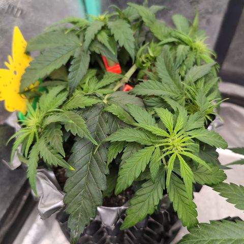 Anita-NH ATF (73), 13-27%, Sativa 149g wet/25g dry growlog timeline photo