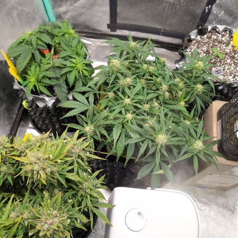 Donna- NH Nuclear Stardawg (74), 22% Sativa, 150g wet/29 dry growlog timeline photo
