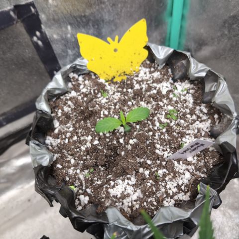 Donna- NH Nuclear Stardawg (74), 22% Sativa, 150g wet/29 dry growlog photo: She got big overnight!