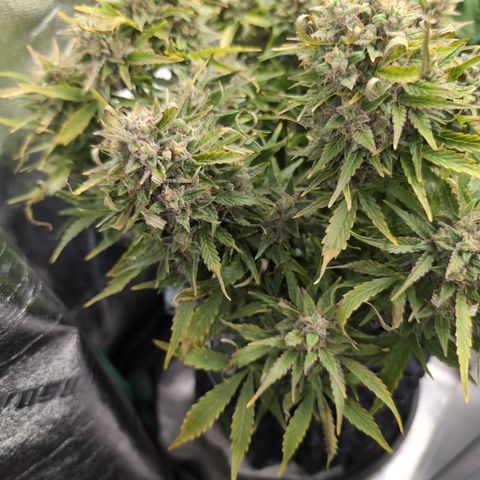 Chrissy -Bruce Banner (78d) 27-33% 60/40S, 215gw/41g dry growlog photo: 🤷🏻