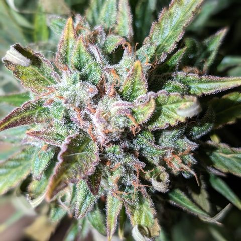 Chrissy -Bruce Banner (78d) 27-33% 60/40S, 215gw/41g dry growlog photo: 🤷🏻