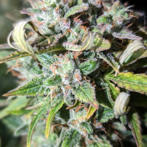 Chrissy -Bruce Banner (78d) 27-33% 60/40S, 215gw/41g dry growlog photo: 🤷🏻