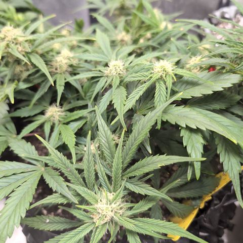 Frannie- BB Fat Bastard (90), Hybrid, 30-38%, 312 wet/57 dry growlog photo: ❤️