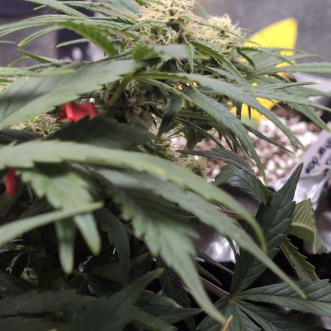 Frannie- BB Fat Bastard (90), Hybrid, 30-38%, 312 wet/57 dry growlog photo: ❤️