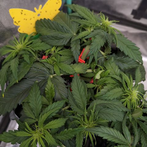 Anita-NH ATF (73), 13-27%, Sativa 149g wet/25g dry growlog photo: 💕