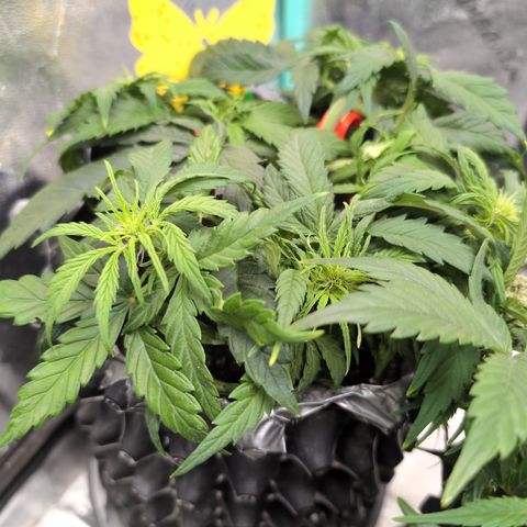 Anita-NH ATF (73), 13-27%, Sativa 149g wet/25g dry growlog photo: 💕