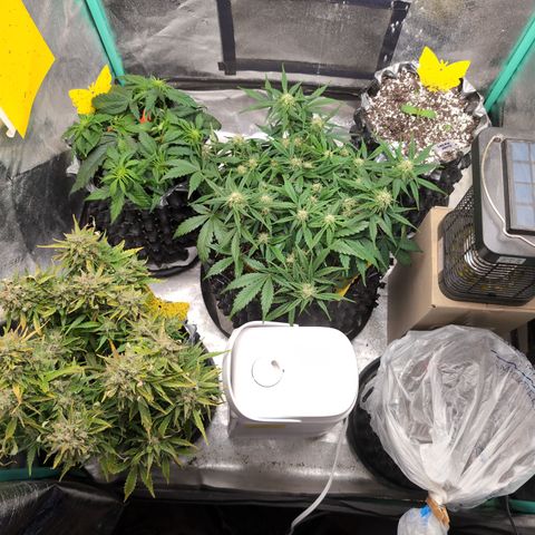 Donna- NH Nuclear Stardawg (74), 22% Sativa, 150g wet/29 dry growlog timeline photo