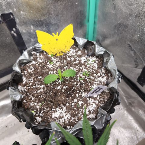 Donna- NH Nuclear Stardawg (74), 22% Sativa, 150g wet/29 dry growlog timeline photo