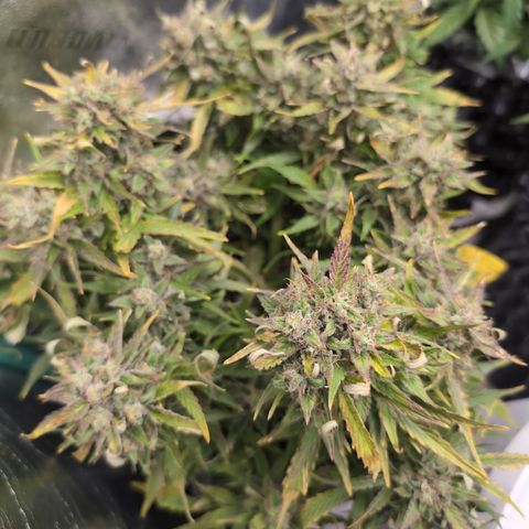 Chrissy -Bruce Banner (78d) 27-33% 60/40S, 215gw/41g dry growlog photo: She definitely is fading now.