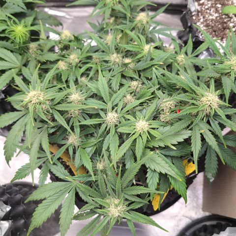 Frannie- BB Fat Bastard (90), Hybrid, 30-38%, 312 wet/57 dry growlog timeline photo