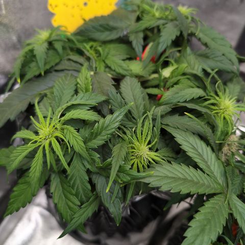 Anita-NH ATF (73), 13-27%, Sativa 149g wet/25g dry growlog photo: I may have to check pH. She doesn't look very perky.