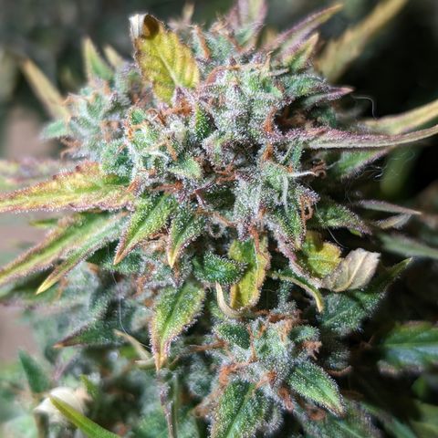 Chrissy -Bruce Banner (78d) 27-33% 60/40S, 215gw/41g dry growlog timeline photo